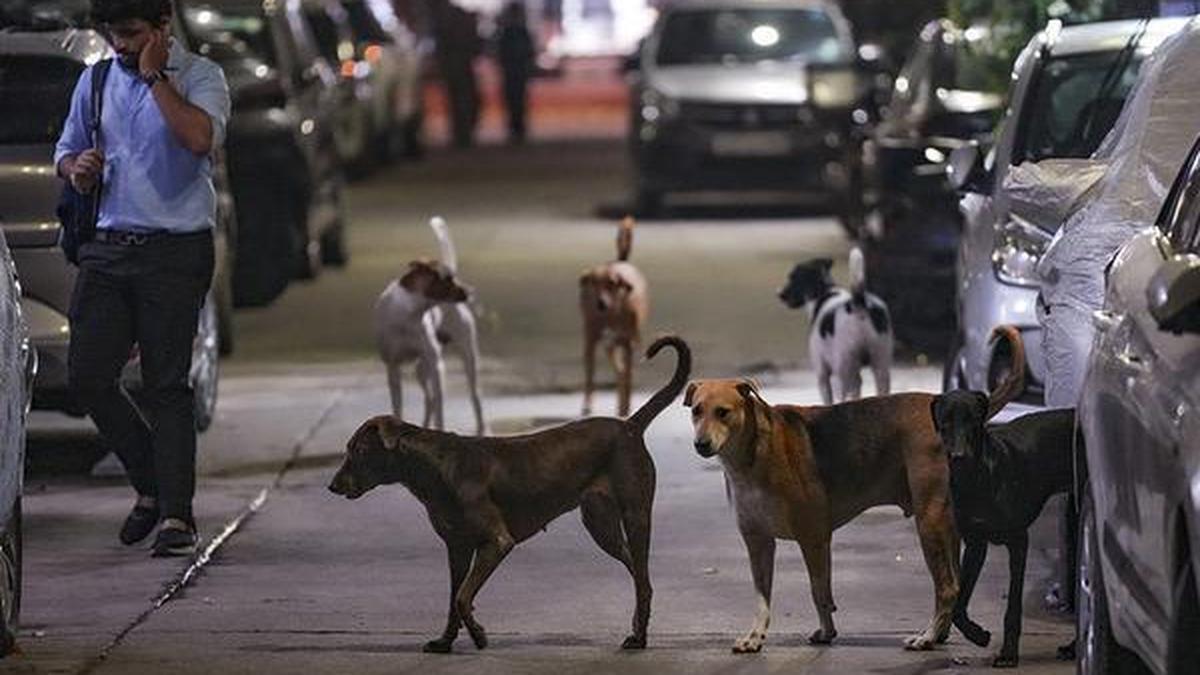 असम के शहर में पशु काटने की घटना के बाद रेबीज की पुष्टि